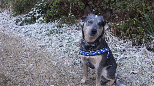 Portrait of dog standing outdoors