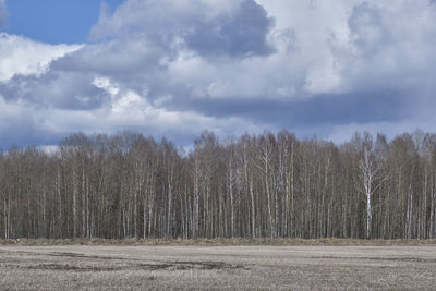 Panoramic shot of trees on field against sky