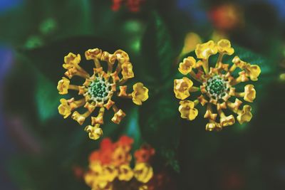 Close-up of yellow flowering plant