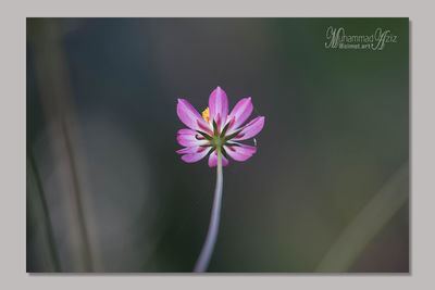 Close-up of flower against blurred background