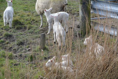 High angle view of sheep and lambs at farm