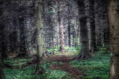 Trees in forest