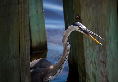 Close-up of bird on wooden post