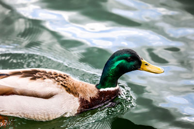 Close-up of mallard duck swimming in lake