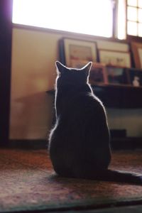 Cat sitting on wooden floor