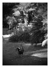 Bird on palm tree