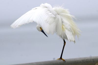 White bird flying