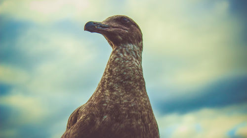 Close-up of bird against sky