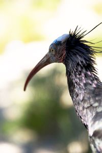Close-up of bird perching on white background