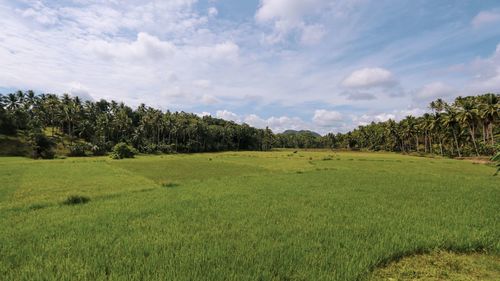 Scenic view of trees on field against sky