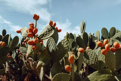 Close-up of cactus growing on field against sky