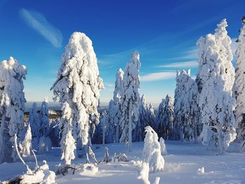 White snow covered trees against blue sky