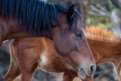 Close-up of horse
