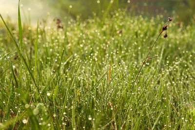 Close-up of wet plants