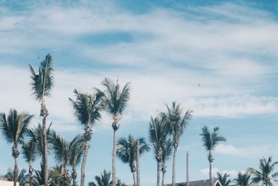 Low angle view of coconut palm trees against sky