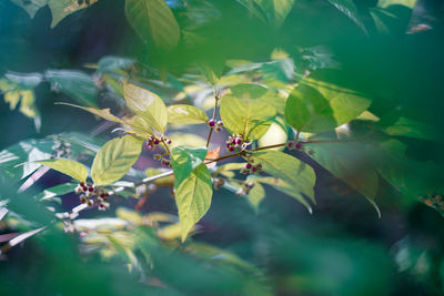 Close-up of grasshopper on plant