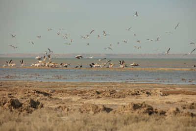 Flock of birds flying over beach