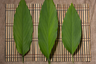 Close-up of green leaves on plant