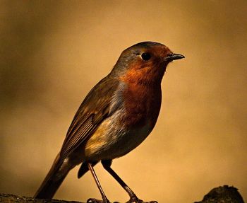 Bird perching on railing