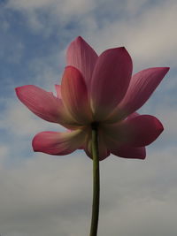 Close-up of pink lotus water lily against sky