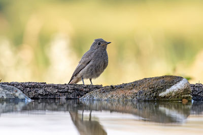 Bird perching on a lake