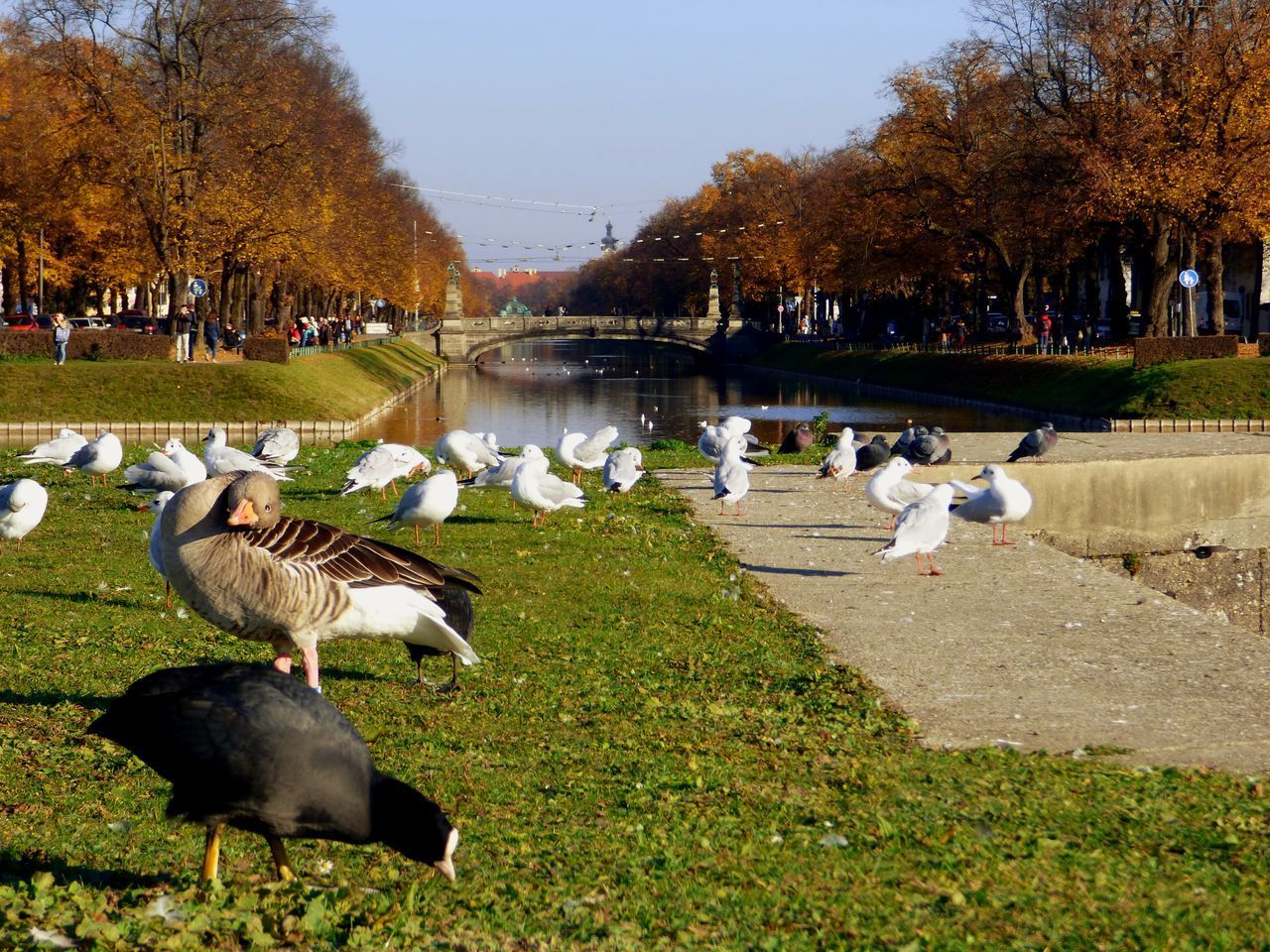 VIEW OF DUCKS IN PARK