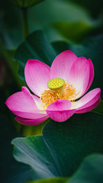 Close-up of pink water lily