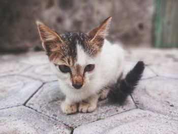 Close-up portrait of a kitten