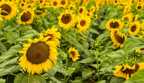 Close-up of yellow flowering plants