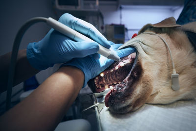 Veterinarian during examining and cleaning dog teeth. old labrador retriever in animal hospital.