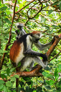 Monkey sitting on tree in forest