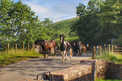 Horses standing by road against sky