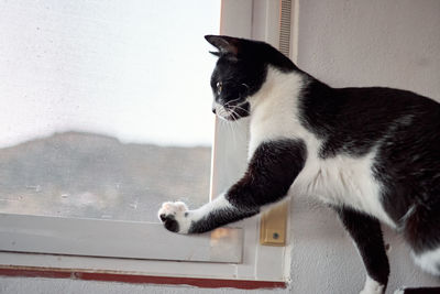 Cat looking away