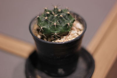 Close-up of potted plant