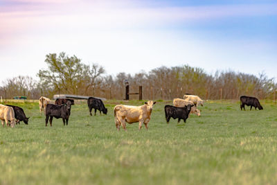 Horses grazing in a field