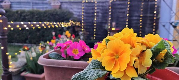 Close-up of yellow flowers on potted plant