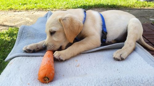 Close-up of puppy on field