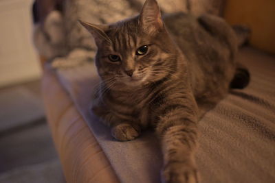 Portrait of tabby cat at home