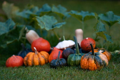 Pumpkins on field