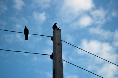 Low angle view of birds perching on power line