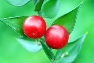 Close-up of strawberry on plant