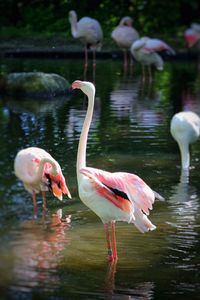 Close-up of swan in lake
