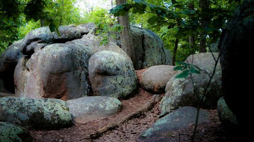 Rocks amidst trees