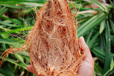 Coconut husk