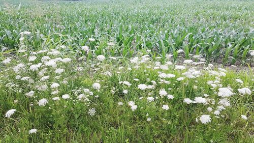 View of flowers growing in field