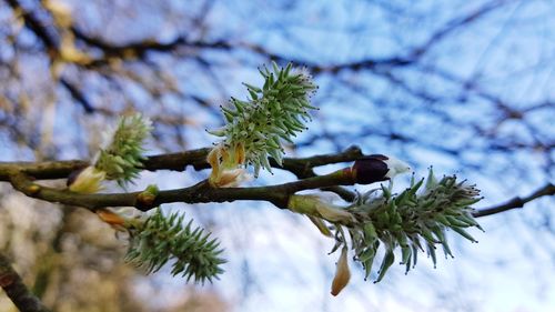 Low angle view of pine tree