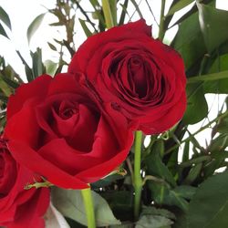 Close-up of red rose