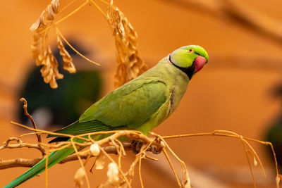 Close-up of parrot perching on plant