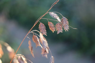 Close-up of leaves on plant