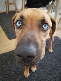 Close-up portrait of a dog